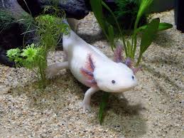 Axolote nadando