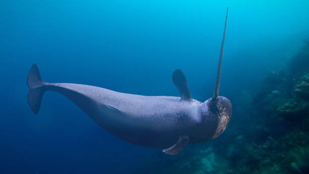 Narval nadando no oceano