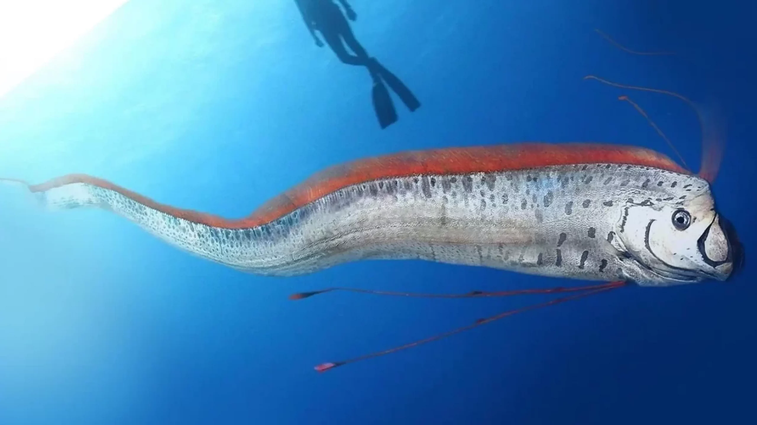 Peixe-remo gigante